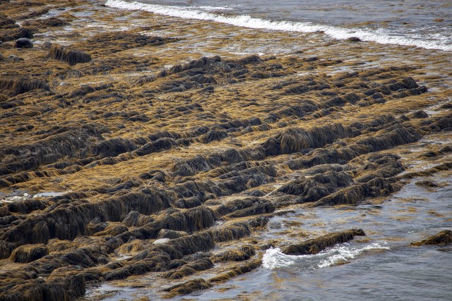 Cottage Low Tide