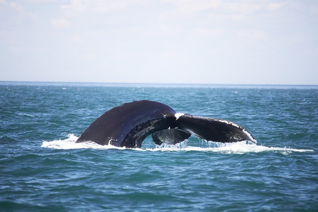 Digby Tail Curve