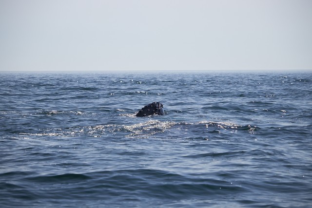 Digby Whale Nose