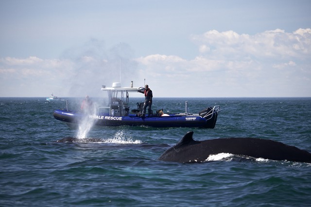 Digby Whale Rescue