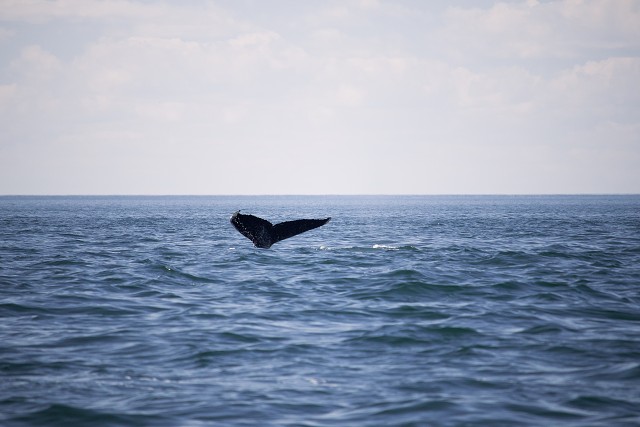 Digby Whale Tail Far