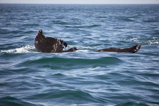 Digby Whale Tail Slipping Away