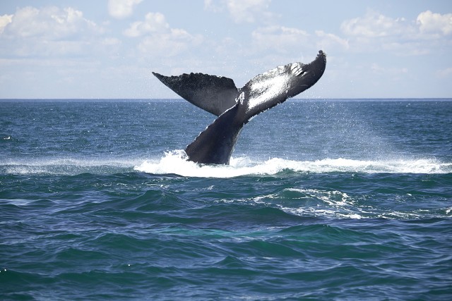 Digby Whale Tail Spin