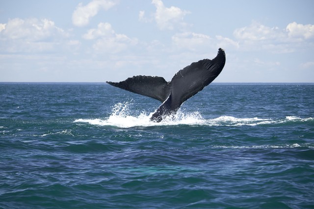 Digby Whale Tail