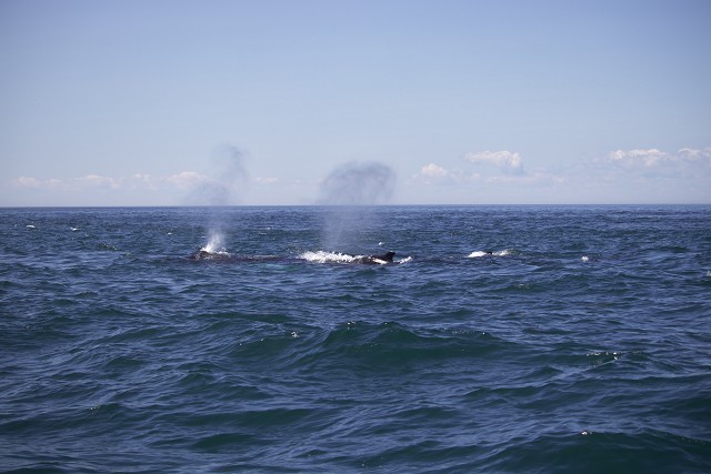 Digby Whales Both Blowing