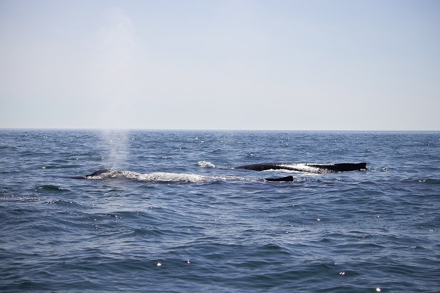 Digby Whales