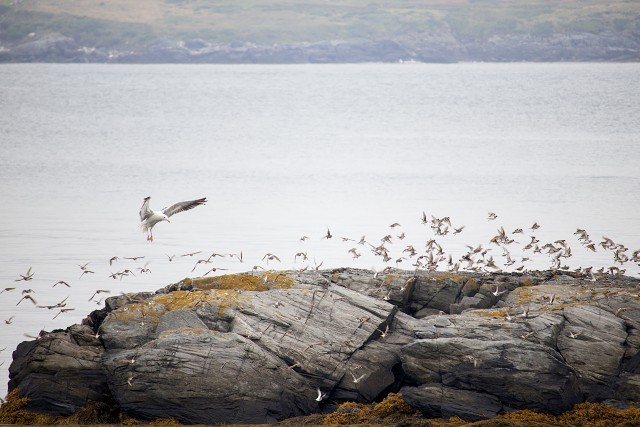 Scary Gull