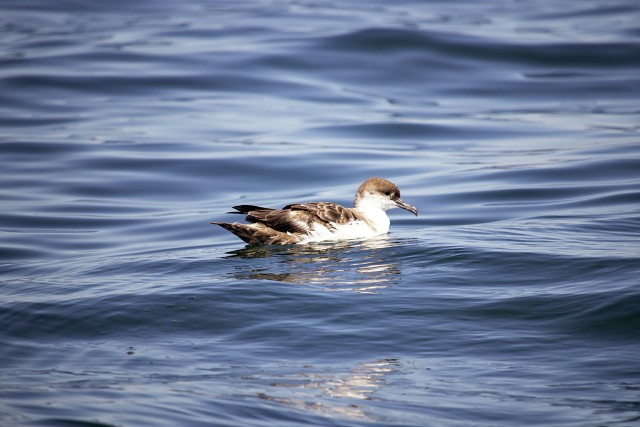 Shearwater